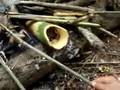 AKHA HILL TRIBE hunting and gathering