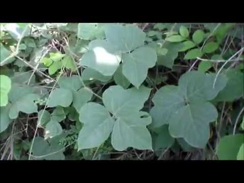 how to transplant kudzu
