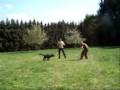 Deutscher Schäferhund DSH Schutzdienst SV Schutzhund IPO VPG Hundesport Schäferhund Verein