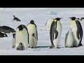 PlanetSave: www.planetsave.com GreenpeaceUSA: www.youtube.com Credit for this beautiful Emperor Penguin film belongs to Ruedi & Priska Abbühl. Their websites: www.naturemovie.ch http Polar News Film Team: www.polarnews.ch Youtube channel: www.youtube.com And the Music ... All glory goes to composer Mike Rowland from the album 