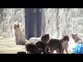Cat Gangs of Hydra, Greece