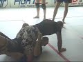 Basic seminars in Luta Livre - Seminartrailer