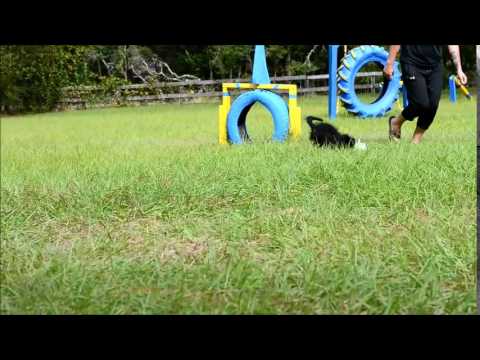 Dalila very playful Labradoodle