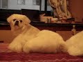 Chino and Sweeney Pekingese in Shanghai
