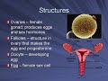 The Female Reproductive System The Female Reproductive System