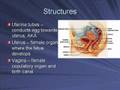 The Female Reproductive System