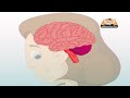 Learn about Human Body Parts in Hindi - Important Body Parts
