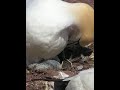 Northern Gannet (2)