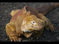 galapagos.html