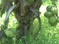 FINCA SE VENDE