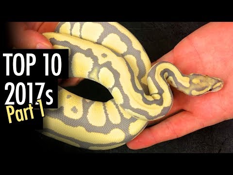 YouTube reptile video