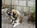 شووووووووفووووو الكلب شو راح يعمل