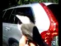bird bird