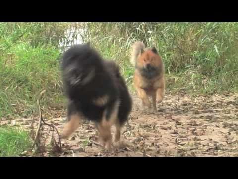 eurasier