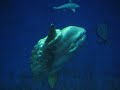 Ocean Sunfish aka Mola Mola