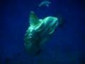 Ocean Sunfish aka Mola Mola