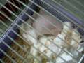 videos de Les petits bougent dans le ventre de Bitonio
