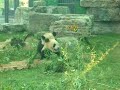 Giant Panda From Si Chuan