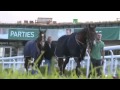 Horseracing: Workforce gallop