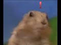 Metal Gear Solid Drama Prairie Dog Metal Gear Solid Drama Prairie Dog