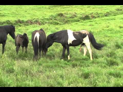 Stallion - Find us on Facebook - and like...if you like ;) http://www.facebook.com/pages/Pferdezucht-Hof-Geitaskar%C3%B0-Island/392546930831124 About this video: This i...