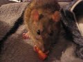 our two rats norb and dagget