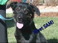 *ADOPTED* Sam A160995 *ADOPTED* Sam A160995