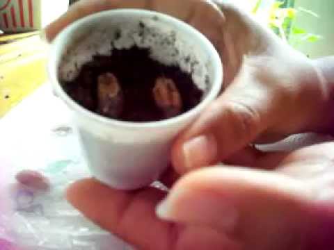 how to grow pygmy date palm from seed