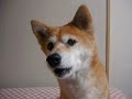 Shiba Inu Chappy ?Apologize?? Shiba Inu Chappy ?Apologize??