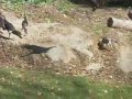 Kitty claws vs.  Flock of turkeys