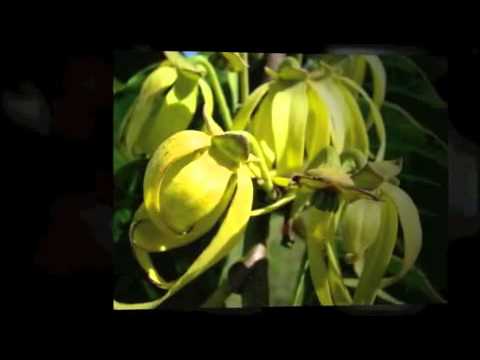 how to grow ylang ylang