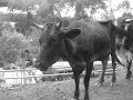Adios Cordera 2007