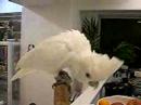 Ducorps cockatoo Lola Ducorps cockatoo Lola