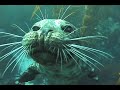 Pinniped Porn. Patrick Smith molested by a Harbor seal