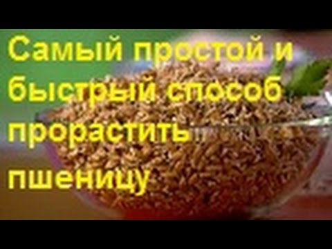 В домашних условиях прорастить пшеницу