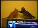 Fung Fu Cats
