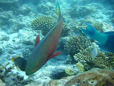YouTube Preview Image
