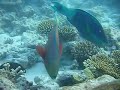 Maldive