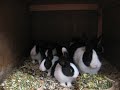 Baby Dutch Rabbits At Feeding Time