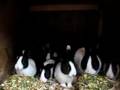 Baby Dutch Rabbits At Feeding Time