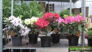 Rhododendron INKARHO - was heisst INKARHO