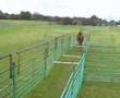 Clicker-trained Llama preparing for Olympics
