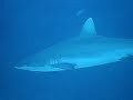 Fiji sailfish
