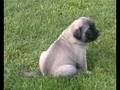 Mastiff Puppies