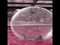 Holly's Psychdelic Bubble