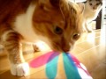 Click here to watch this video このおもちゃは誰にも渡さない！Thecat keeps this toy at mouth with a growl.