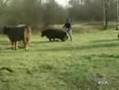 Cow drops kicks kid