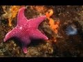 videos de Antarctic Underwater Expedition - parte 1