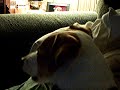 ollie-german-shepherd-spooning-jack-russell-terrier.html