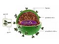 Estructura del VIH Estructura del VIH